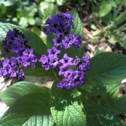 Heliotrope ültetés és gondozás, fotó kerttervezés, szaporítása és termesztése fajták a nyílt