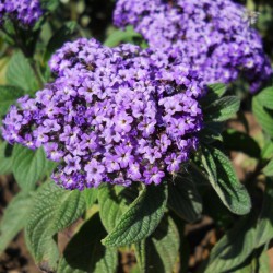 Heliotrope ültetés és gondozás, fotó kerttervezés, szaporítása és termesztése fajták a nyílt