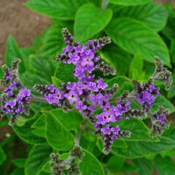 Heliotrope ültetés és gondozás, fotó kerttervezés, szaporítása és termesztése fajták a nyílt