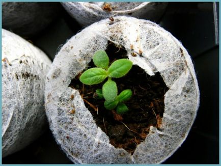 Heliotrope plantarea și îngrijirea, o fotografie în design peisagistic, reproducerea și cultivarea unui soi în aer liber