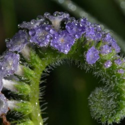 Heliotrope ültetés és gondozás, fotó kerttervezés, szaporítása és termesztése fajták a nyílt