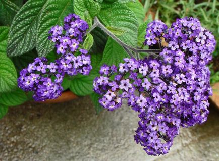 Heliotrope ültetés és gondozás, fotó kerttervezés, szaporítása és termesztése fajták a nyílt