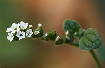 Heliotrope plantarea și îngrijirea, o fotografie în design peisagistic, reproducerea și cultivarea unui soi în aer liber