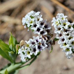 Heliotrope plantarea și îngrijirea, o fotografie în design peisagistic, reproducerea și cultivarea unui soi în aer liber