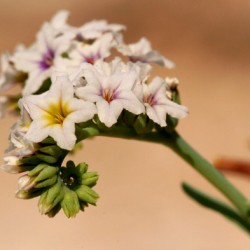 Heliotrope ültetés és gondozás, fotó kerttervezés, szaporítása és termesztése fajták a nyílt