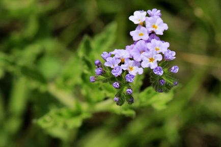 Heliotrope plantarea și îngrijirea, o fotografie în design peisagistic, reproducerea și cultivarea unui soi în aer liber