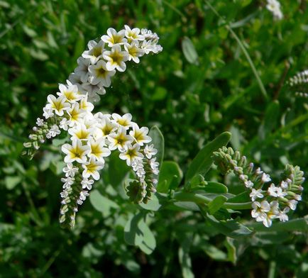 Heliotrope plantarea și îngrijirea, o fotografie în design peisagistic, reproducerea și cultivarea unui soi în aer liber