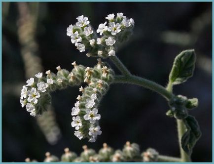 Heliotrope plantarea și îngrijirea, o fotografie în design peisagistic, reproducerea și cultivarea unui soi în aer liber