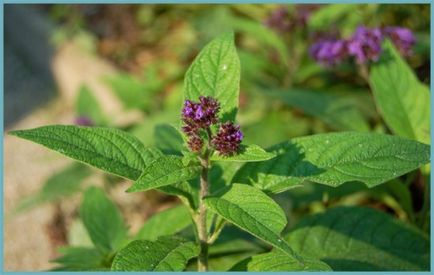 Heliotrope plantarea și îngrijirea, o fotografie în design peisagistic, reproducerea și cultivarea unui soi în aer liber