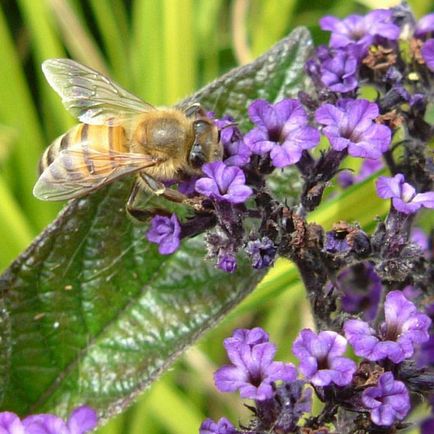 Heliotrope plantarea și îngrijirea, o fotografie în design peisagistic, reproducerea și cultivarea unui soi în aer liber