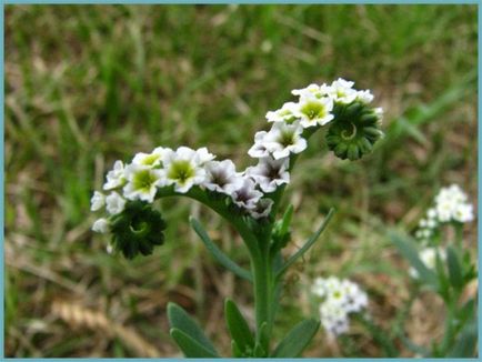 Heliotrope plantarea și îngrijirea, o fotografie în design peisagistic, reproducerea și cultivarea unui soi în aer liber