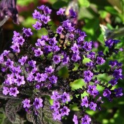 Heliotrope ültetés és gondozás, fotó kerttervezés, szaporítása és termesztése fajták a nyílt