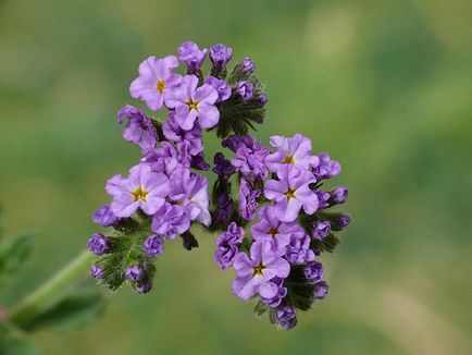 Heliotrope ültetés és gondozás, fotó kerttervezés, szaporítása és termesztése fajták a nyílt