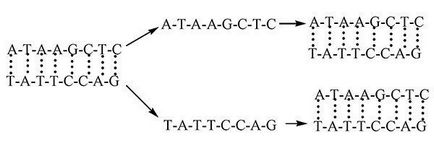 Ingineria genetică