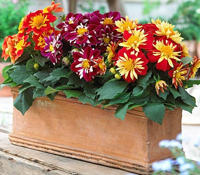 Dahlias în seră caracteristici speciale de plantare și de îngrijire