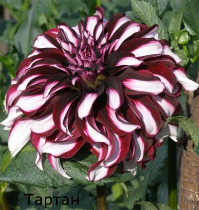 Dahlias în seră caracteristici speciale de plantare și de îngrijire