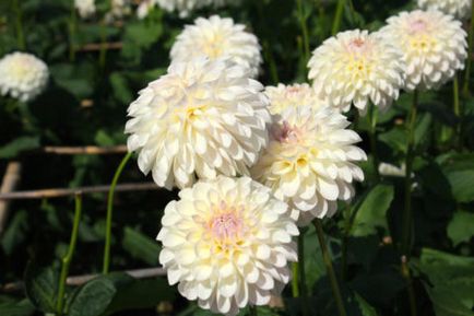 Dahlias în seră caracteristici speciale de plantare și de îngrijire