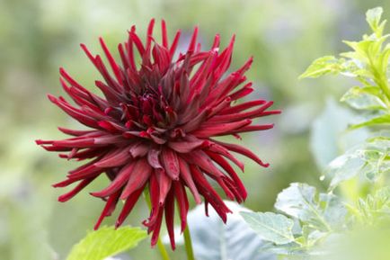 Dahlias în seră caracteristici speciale de plantare și de îngrijire