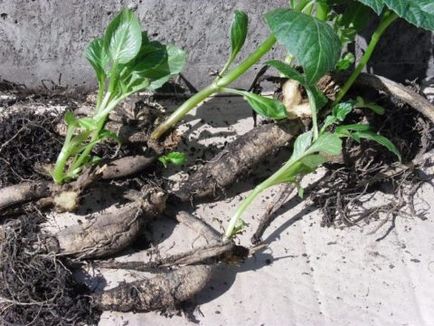 Dahlias în seră caracteristici speciale de plantare și de îngrijire