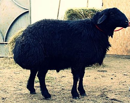 Гиссарськая вівця - опис породи, розведення, вирощування, фото і відео