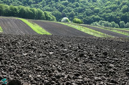 Головні відмінності родючого грунту від рослинного і способи заощадити