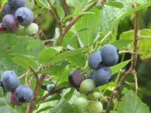 Blueberry Garden High (american), cultivare, blog magazin