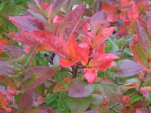 Blueberry Garden High (american), cultivare, blog magazin