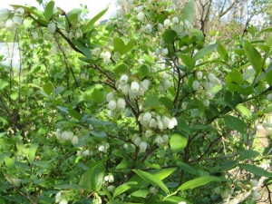 Blueberry Garden High (american), cultivare, blog magazin