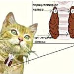 Hormonális (endokrin) betegségek macskák