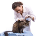 Гормональні (ендокринні) захворювання у кішок