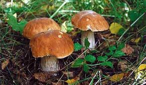 Mushroom halophyte pentru iarna doua reteta delicioasa si dovedita