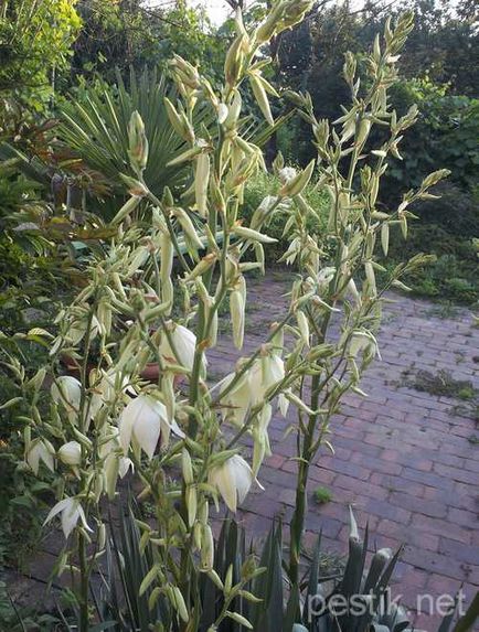 Yucca sol la domiciliu - yucca - îngrijire la domiciliu, descrierea speciilor, transplant și