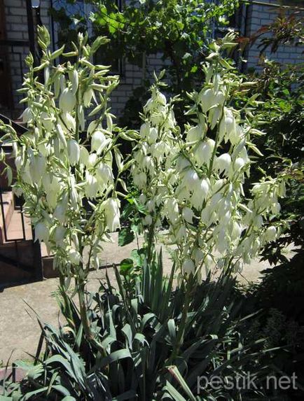 Yucca sol la domiciliu - yucca - îngrijire la domiciliu, descrierea speciilor, transplant și