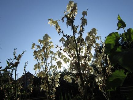 Yucca sol la domiciliu - yucca - îngrijire la domiciliu, descrierea speciilor, transplant și