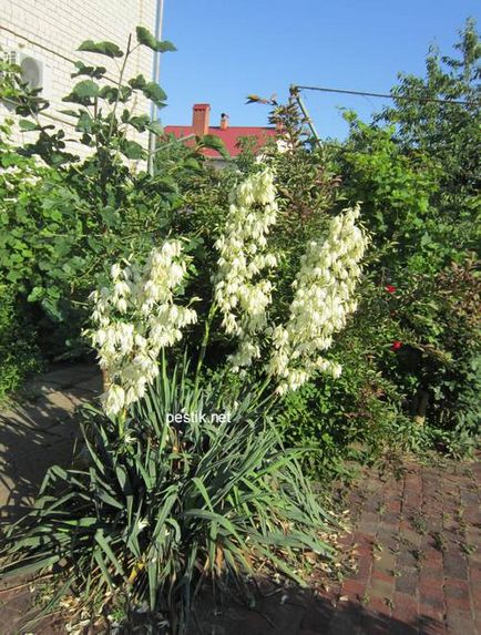 Yucca sol la domiciliu - yucca - îngrijire la domiciliu, descrierea speciilor, transplant și