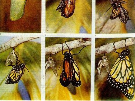 Caterpillar viermă de mătase cum să lupte cu ea fotografie - viața mea
