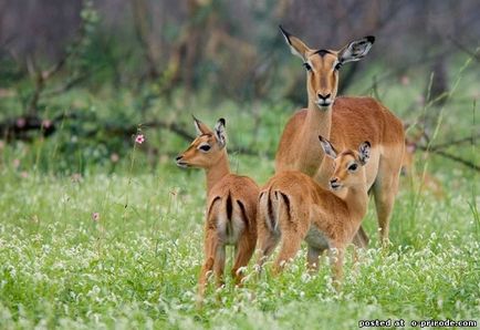 Цікаві факти про гну та інших антилопах - 25 фото - картинки - фото світ природи