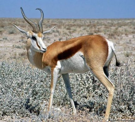 Interesante despre wildebeest și alte antelope - 25 fotografii - poze - photo world of nature