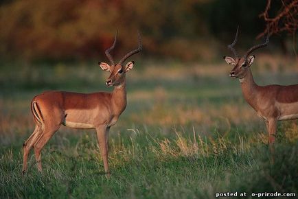 Цікаві факти про гну та інших антилопах - 25 фото - картинки - фото світ природи