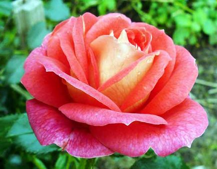Informații interesante despre trandafir