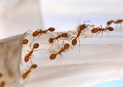 Hogyan lehet megszabadulni a vörös hangyák a lakásban