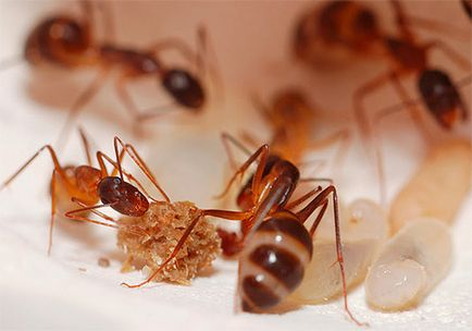 Hogyan lehet megszabadulni a vörös hangyák a lakásban