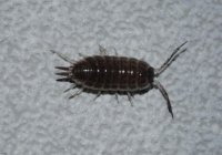 Hogyan lehet megszabadulni a fa tetvek, ezeriábúakat a házban, woodlice a fürdőszobában deztsentr-Rus