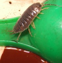 Hogyan lehet megszabadulni a fa tetvek, ezeriábúakat a házban, woodlice a fürdőszobában deztsentr-Rus