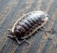 Hogyan lehet megszabadulni a fa tetvek, ezeriábúakat a házban, woodlice a fürdőszobában deztsentr-Rus