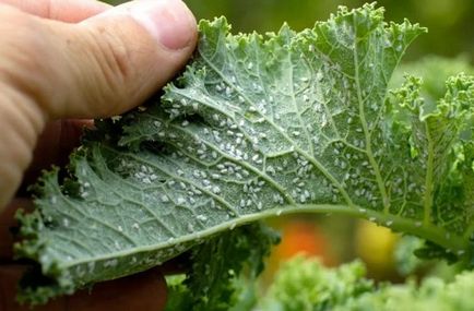 Cum să scapi de afide în grădină și plante de interior