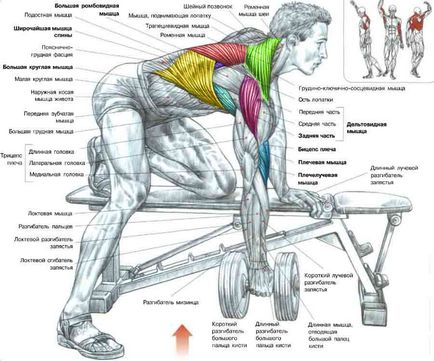 Як накачати спину, respect fit