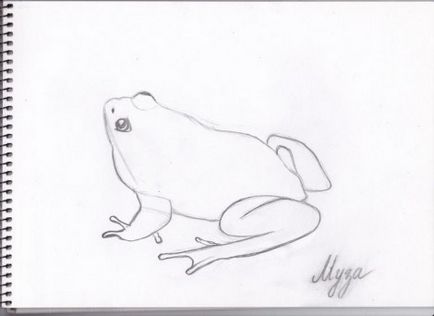 Як намалювати жабу олівцем поетапно