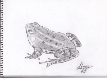 Як намалювати жабу олівцем поетапно