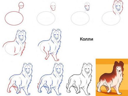 Cum de a desena un câine de rase Collie în etape